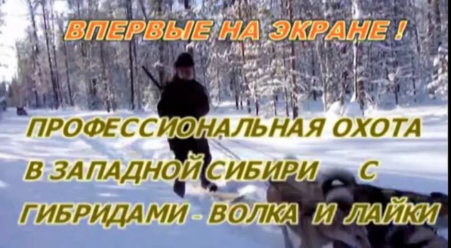 Фильм третий - «Профессиональная охота в западной Сибири с гибридами волка и лайки»