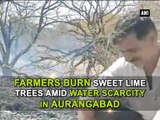 Farmers burn sweet lime trees amid water scarcity in Aurangabad
