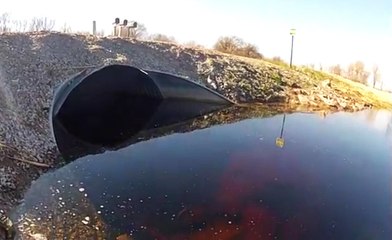 Atık Suda Yaşayan Garip Canlılar