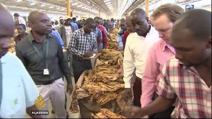 Zimbabwean tobacco farmers suffer from drought