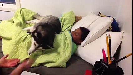 Impossible de sortir du lit avec ce Husky adorable