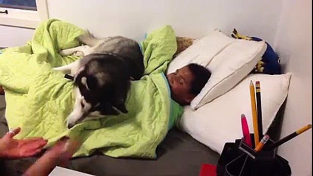 Impossible de sortir du lit avec ce Husky adorable