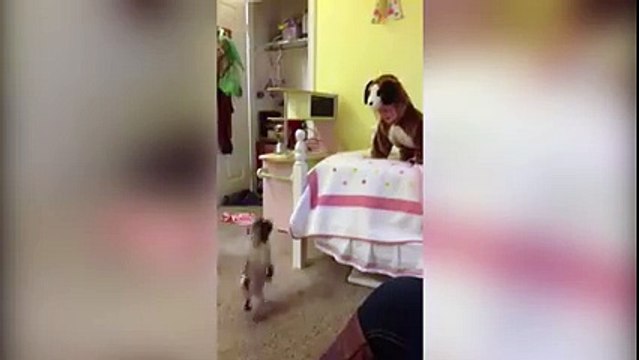 Un chiot pense que ce gamin déguisé est son papa