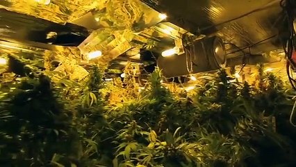 Un entrepot avec 4000 pieds de Cannabis découvert à Lille