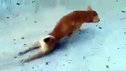 کچھ جانور بھی ڈرامہ باز ہوتے ہیں ویڈیو دیکھ کر...