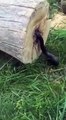Guy Cuts Down a Tree and Finds a Surprise Inside!-Funny  & Entertainment Vidoes-Follow Us!!!!!