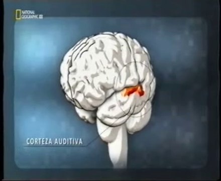 El cerebro del bebe: Sentidos desarrollados