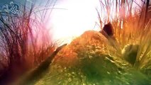 A Lion's First Kill Captured On a GoPro Mounted On Her Back-Funny  & Entertainment Vidoes-Follow Us!!!!!