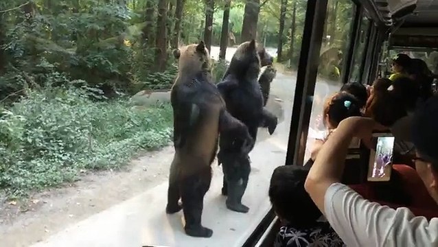 Bears Walking Around On Two Legs-Funny & Entertainment Vidoes-Follow Us!!!!!