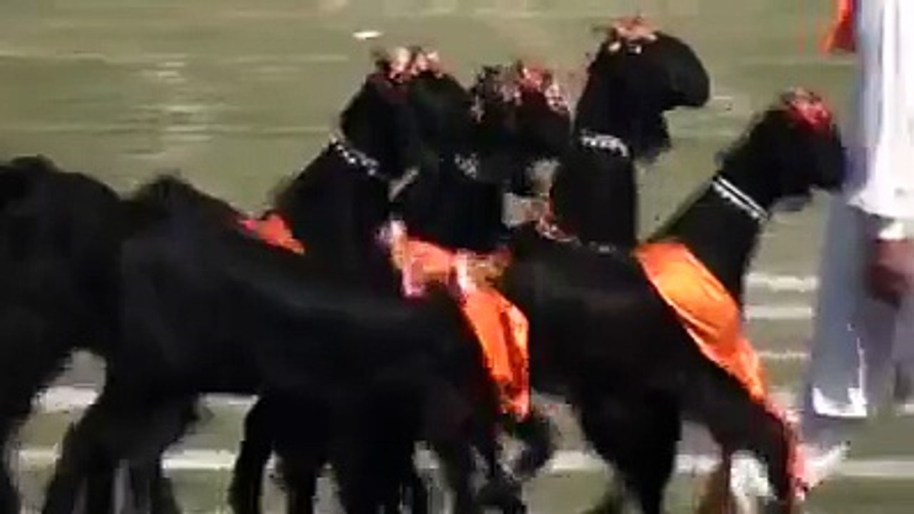 Bakri ka Dance ... hahaha
