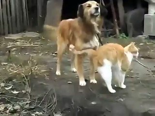 Желаю всем такой любви, мира и дружбы! Кто согласен