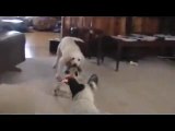 Pug Puppy Playing Tug of War
