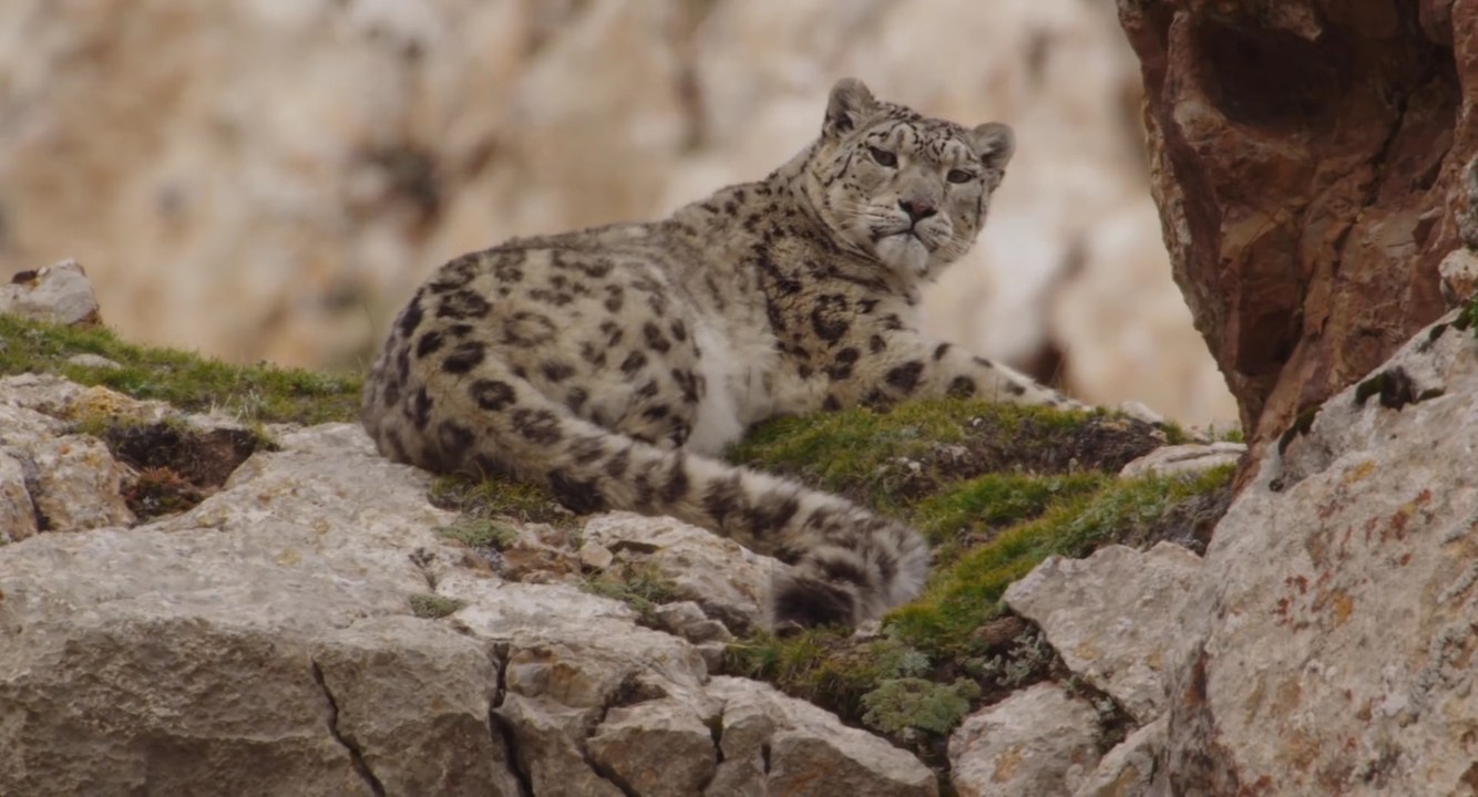 Disneynature's Born In China - Earth Day Trailer