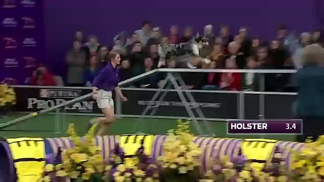 Watch Australian Shepherd, Holster, Win 2016 Masters Agility Championship