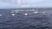 Des baleines attaquent un banc de dauphins en panique