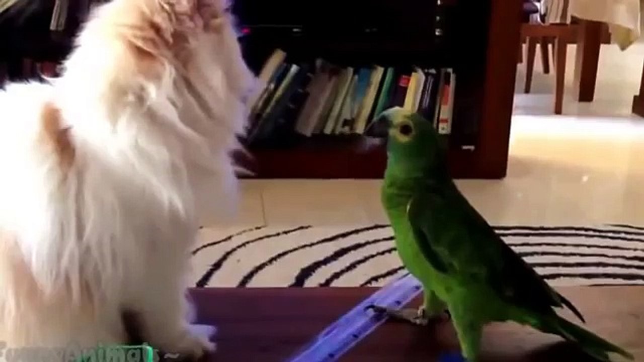 Funny Bird Best Compilation 2016