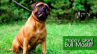 Funny Bullmastiff Dog Video