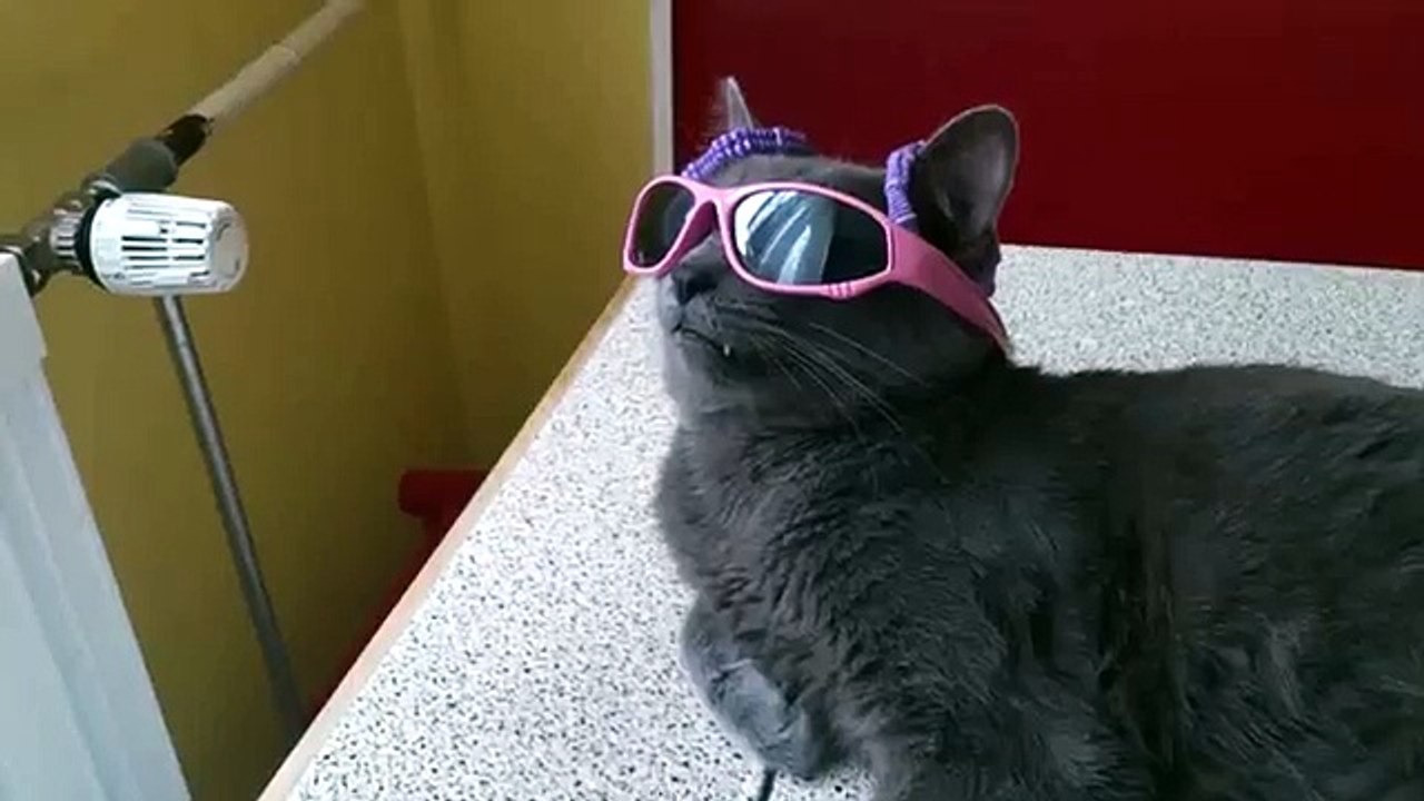 Funny Cat