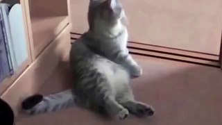 Funny cats video clips 2016 - Funny video clips about cat 2015