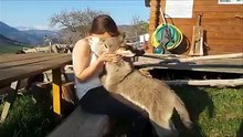 All this baby donkey wants to do is cuddle
