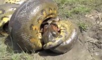 Anaconda vs Crocodile - Python vs crocodile - Snake
