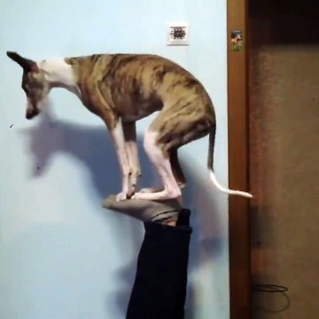 Dog shows amazing balancing tricks