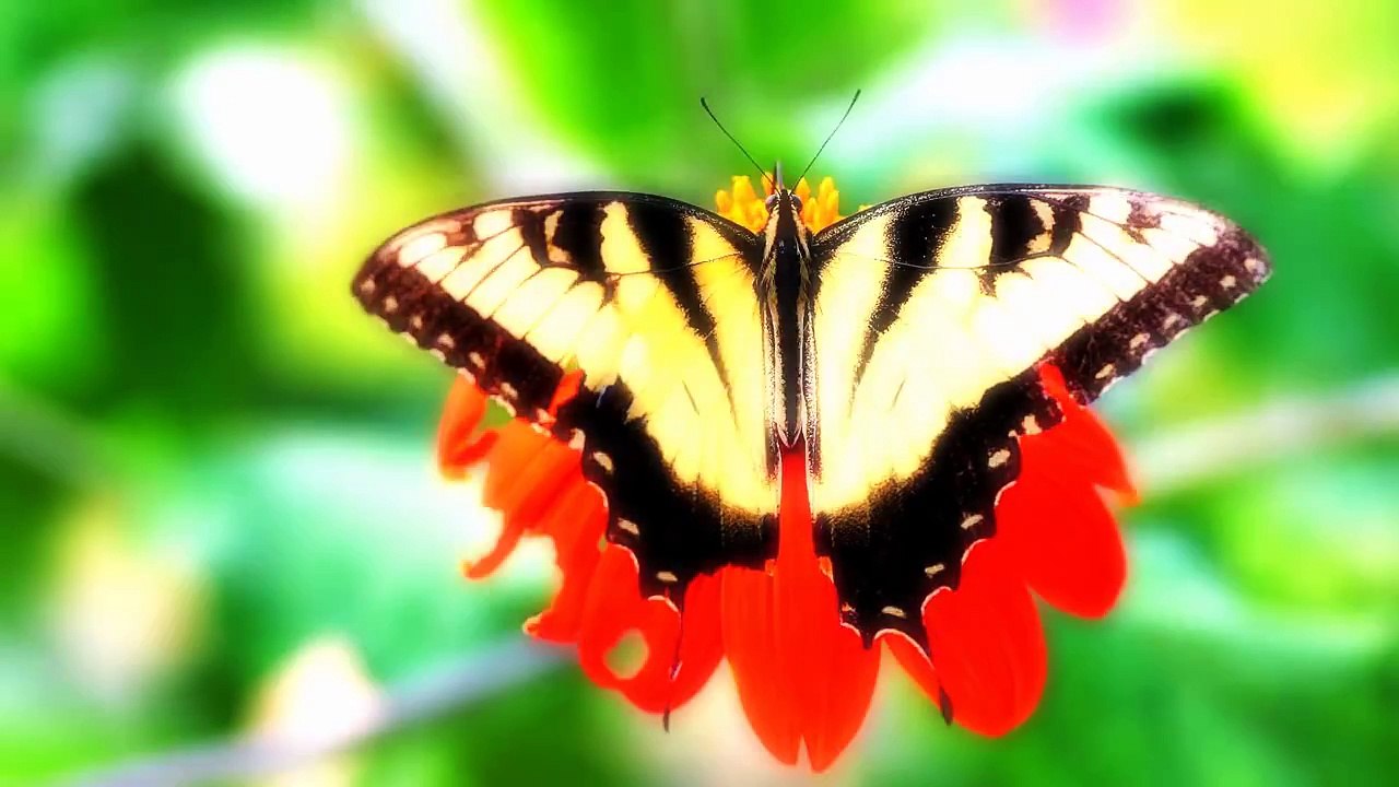 Kìa Con Bướm Vàng