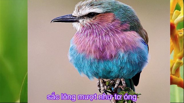 Chim vành khuyên - Nhạc thiếu nhi