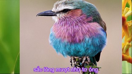 Chim vành khuyên - Nhạc thiếu nhi