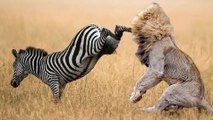 Zebra attack and kill lion- lion severely injured on zebra attack
