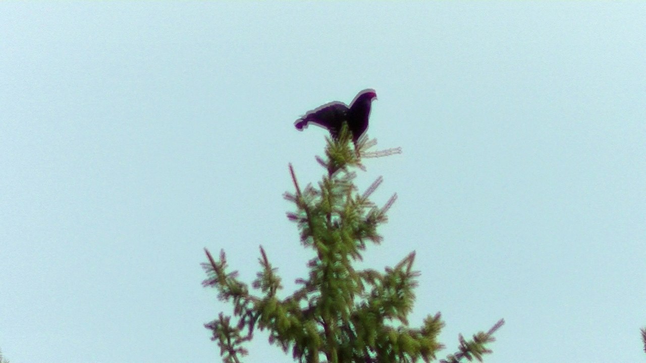 Coq de bruyére (Chatel)