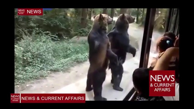 Man like bears walk on two legs for snacks on tour guide