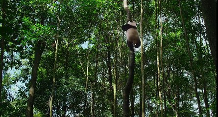 Born in China Official 'Earth Day' Trailer (2017) - Disneynature Documentary HD