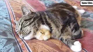 Funny Animal Cats Adopting Baby Birds Compilation Cats 2016