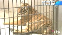 Some animals seek safety from Kumamoto City Zoological and Botanical Gardens, due to the earthquake damage    (Apr.23  2016)