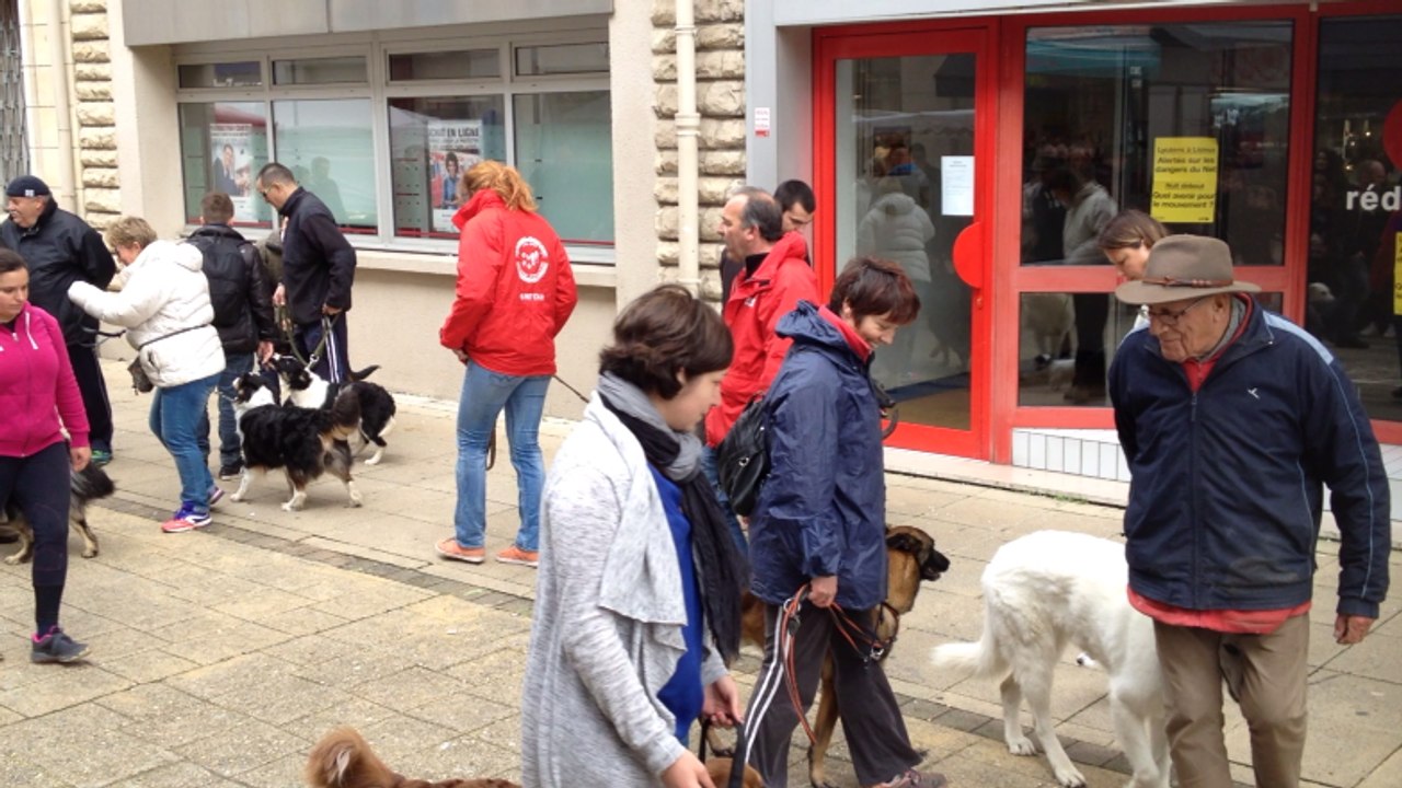 Promenade educative de 6 pattes club, à Lisieux