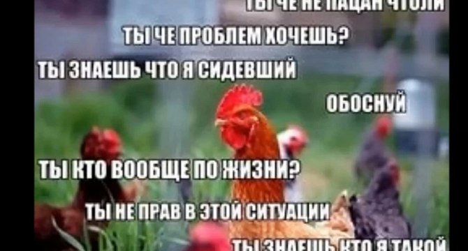 в контакте папа рулит