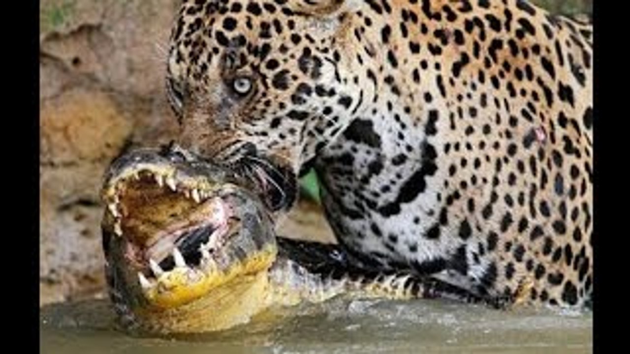 Leopard attacks Crocodile