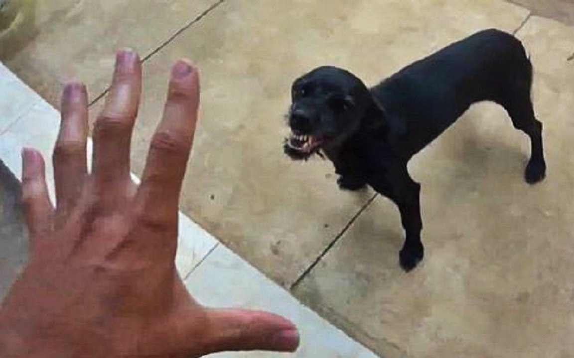 Sometimes Dogs Have Mood Swings, Too