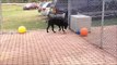 Meet Max a Retriever Labrador currently available for adoption at Petango.com! 9/29/2014 2:19:32 PM
