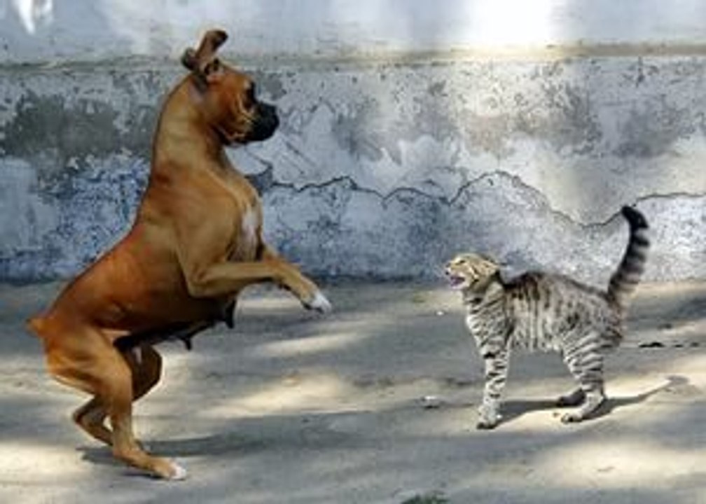 Dog attacks Cat
