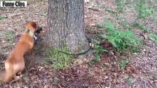 Funny Dogs Funny Animals Chasing Their Own Leash Compilation