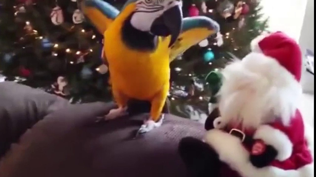 Funny Animal Videos Compilation