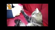Rare Cat Breeds Funny Videos - Amazing Funny Videos Of Cats (New)