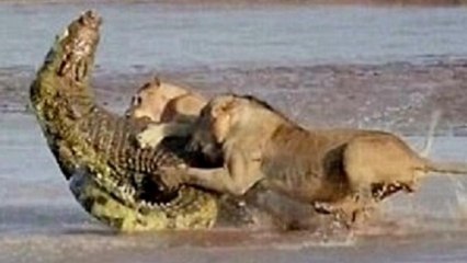 Lions kills Crocodile and eats