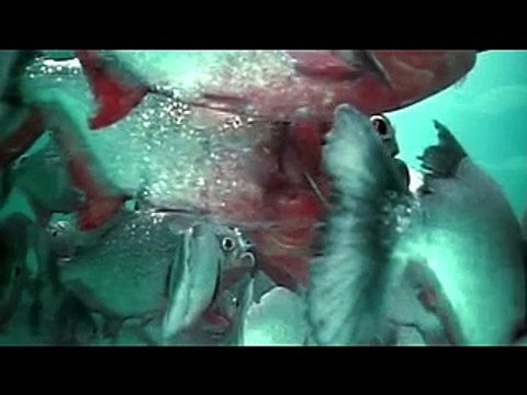 Swimming With Red Belly Piranhas - River Monsters