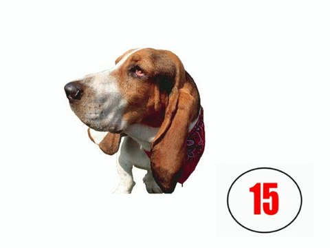 Imagiers - Exercices - Les animaux