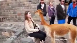 Wild animals attack Humans Videos not thrilling but Funny Video compilation!!
