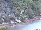 Sea eagles in Burns Bay 27-11-14 - dad swoops off tree
