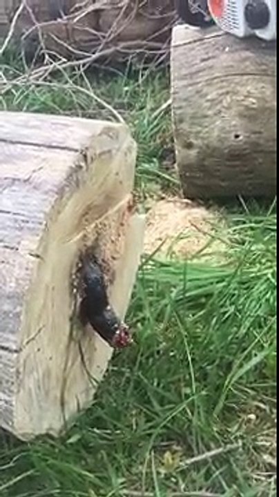Surprise dans un arbre